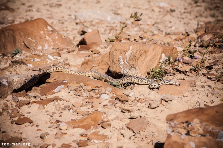 A Sonoran Gopher Snake, my first encounter with a living snake. Green River, 1.6.2014
